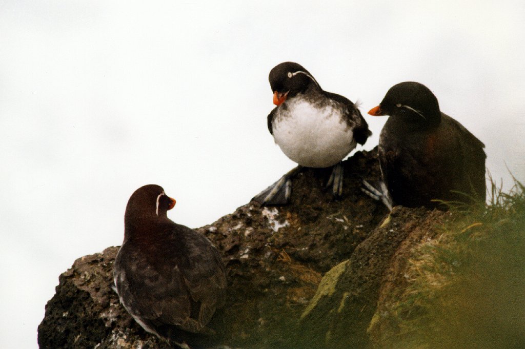 Auklet, Parakeet, St George Alaska 06-1996 B06P49I01.jpg - Parakeet Auaklet